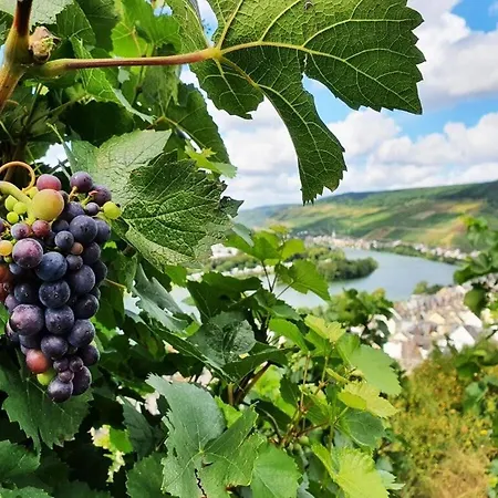 Burglay Zell Mosel *